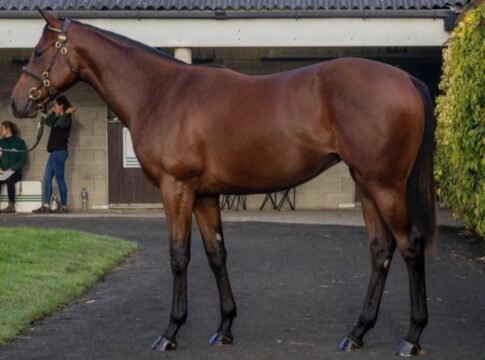 Jährlingsstute von Invincible Spirit (Tattersalls Ireland)