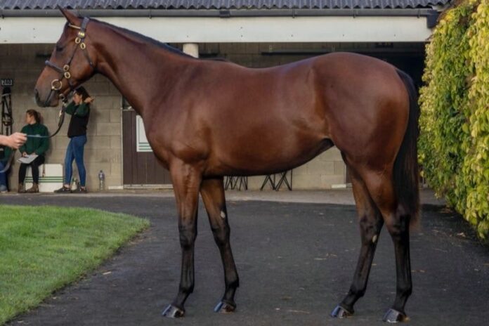 Jährlingsstute von Invincible Spirit (Tattersalls Ireland)