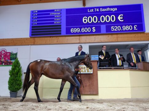 Jubel in Ebbesloh! Sconset-Tochter von Sea The Stars bringt 600.000 Saxifraga im Ring der BBAG