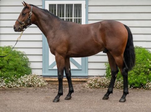 Frankel-Erstling aus der Muskoka (Tattersalls)