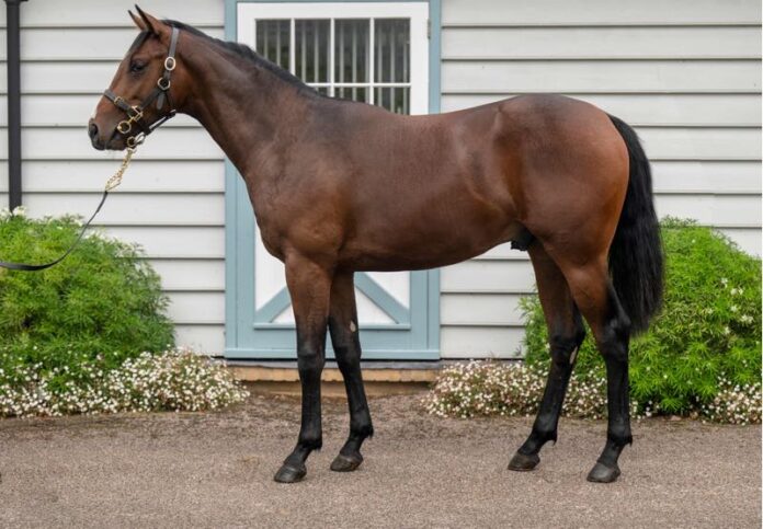 Frankel-Erstling aus der Muskoka (Tattersalls) Frankel-Erstling aus der Muskoka (Tattersalls)