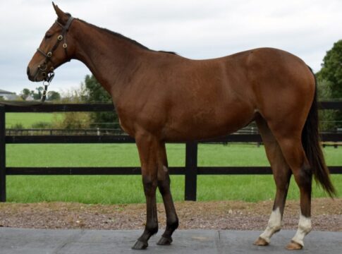 Goffs Orby Sale: Ziburske kauft Gamgoons kleine Schwester Die von Gleaneagles stammende Gamgoom-Schwester
