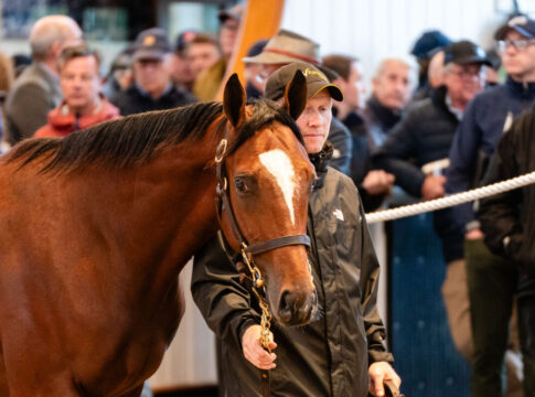 Lot 237  Frankel x Shambolic ©Tattersalls