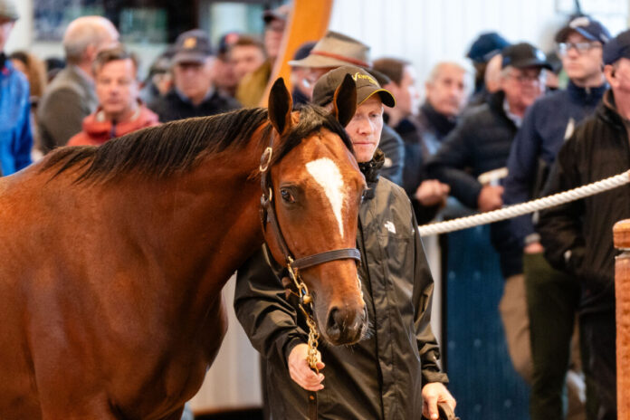 Lot 237  Frankel x Shambolic ©Tattersalls