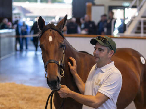 Lot 864 Sea The Stars (IRE) / Rose Rized Tattersalls
