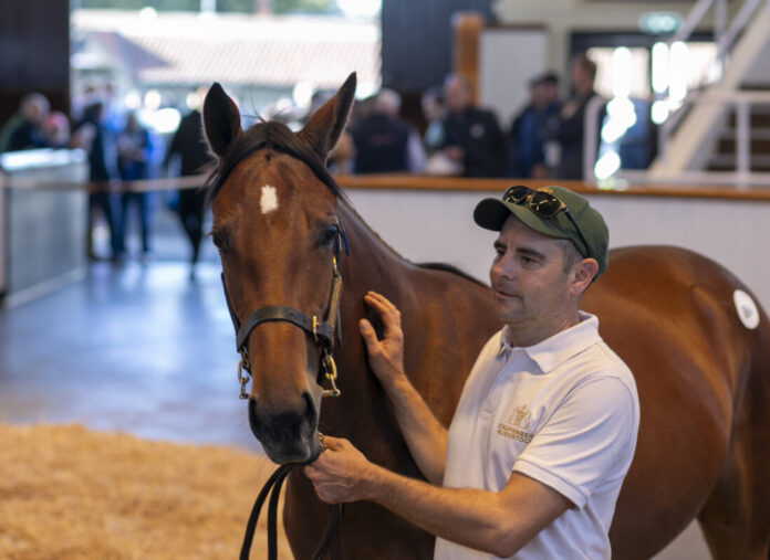 Lot 864 Sea The Stars (IRE) / Rose Rized Tattersalls
