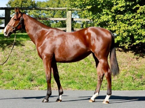 Sea The Moon-Stute aus der Wiesenlerche (Arqana)
