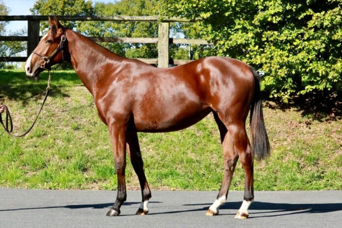 Sea The Moon-Stute aus der Wiesenlerche (Arqana)