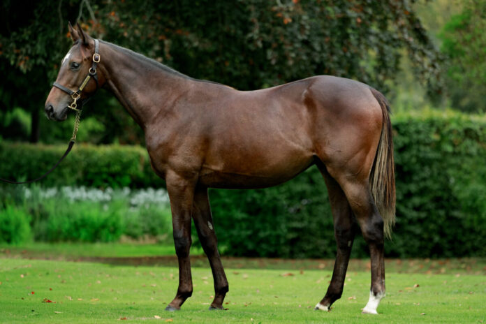 Lot 83 Camelot x Scone (Arqana, Zuzanna Lupa)
