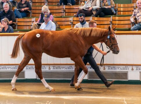 4,6 Millionen für Night Of Thunder-Sohn – Godolphin investiert 15,73 Millionen am ersten Book 1-Tag Night of Thunder x My Astra Lot-130-©Tattersalls-1