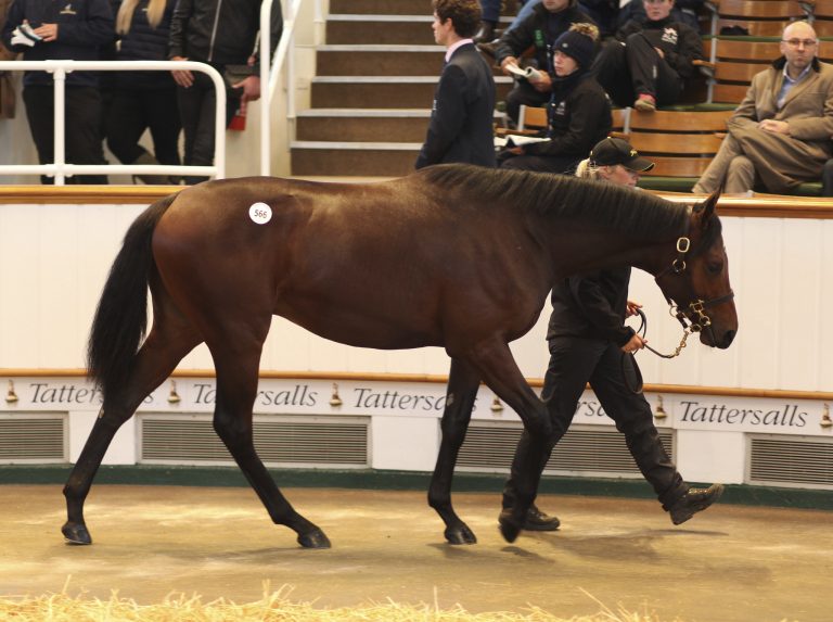 Tattersalls: Deutsches Blut bleibt angesagt