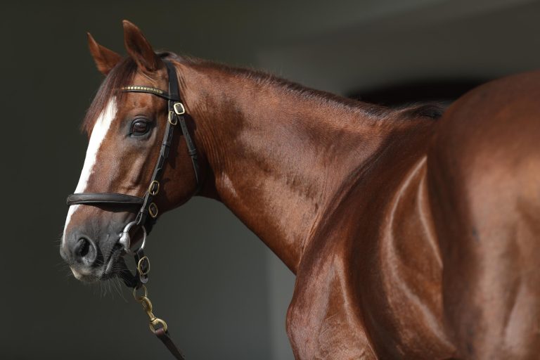 Spannung pur bei den Vaterpferden – Fünf können noch Champ werden