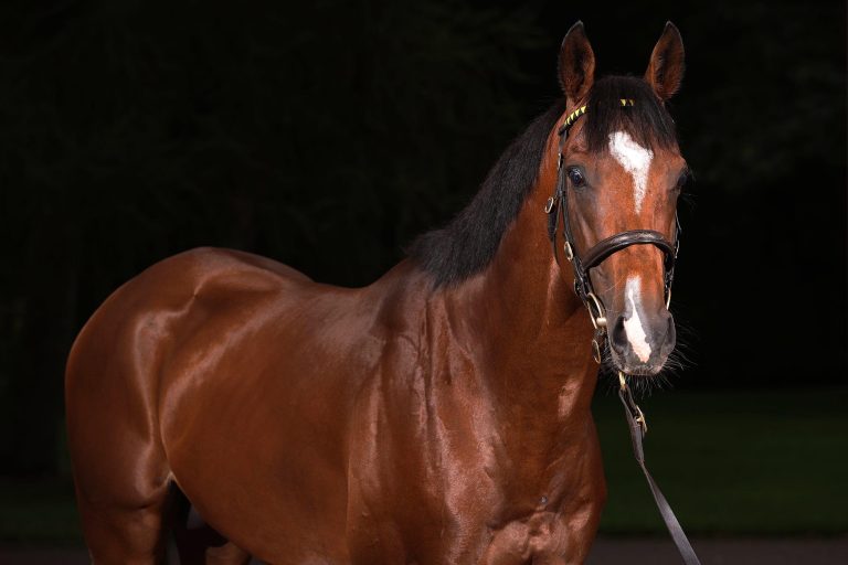 Samstag 11 Uhr Hengstpräsentation in Schlenderhan mit Verlosung