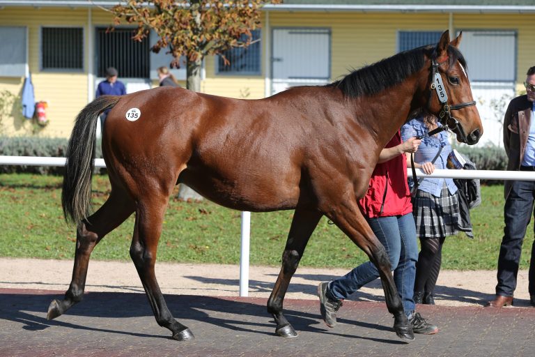 Lucky Owners Atreju leichter Sieger im Auktionsrennen