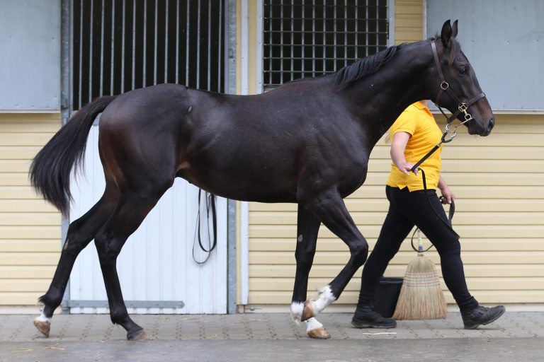 Auenfürst vor dem 120.000 Euro-Zuschlag