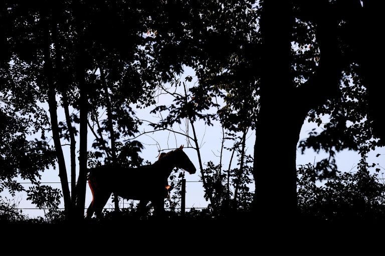 8 Uhr – nicht verpassen: Der Aufgalopp kommt!