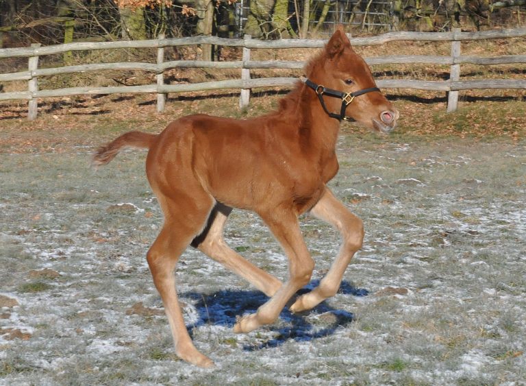 Ex Baden Racing-Gesellschafter mit France Galop im Geschäft
