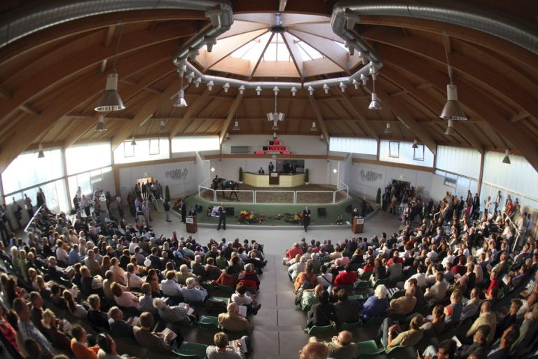 In der Sport-Welt: 16-Seiten-Special zur BBAG Jährlingsauktion