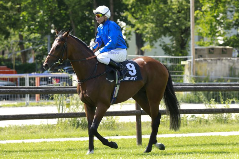 Best Solution deckt 2022 im Gestüt Lünzen