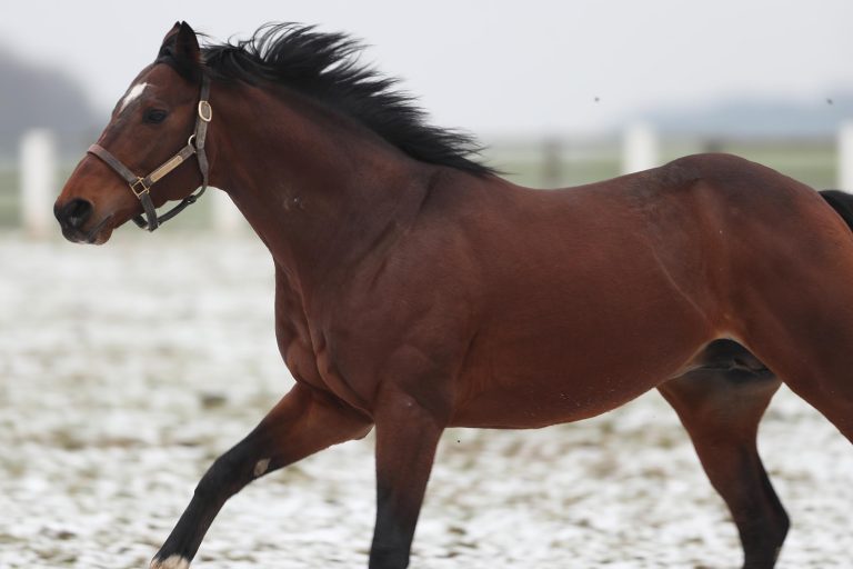 Am Sonntag der erste Black Type-Sieger für Best Solution?