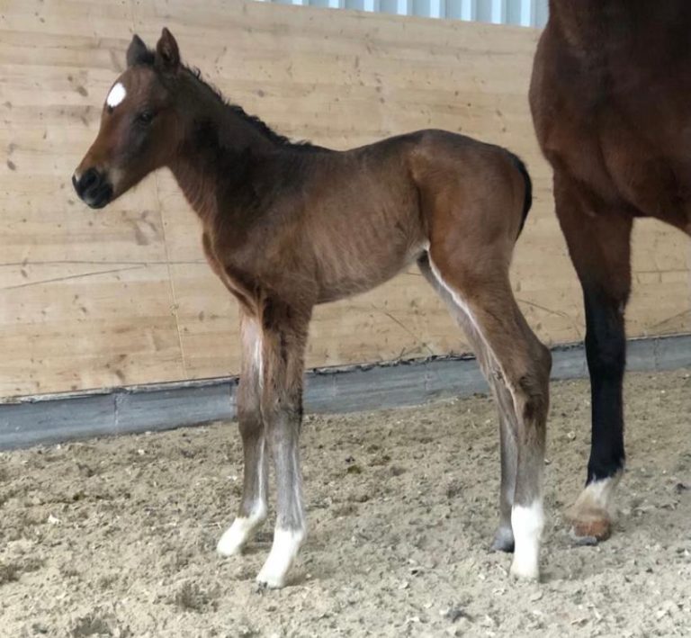 Erstes Brametot-Fohlen in Deutschland geboren