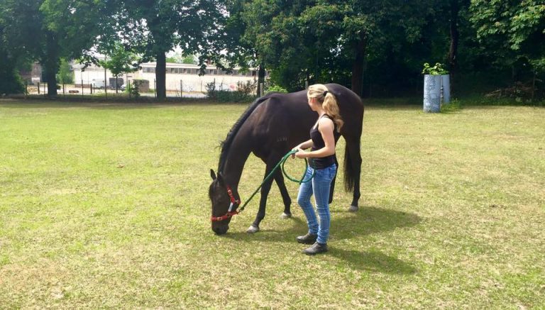 Dabbitse ist wieder da: Ankunft in Hoppegarten