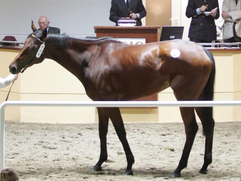 Listenplatzierung für Animal Kingdom-Schwester