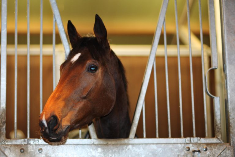 Danedream bleibt die klare Nummer 1