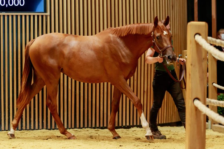 Ammerländerin toppt Arqana-Tag 3