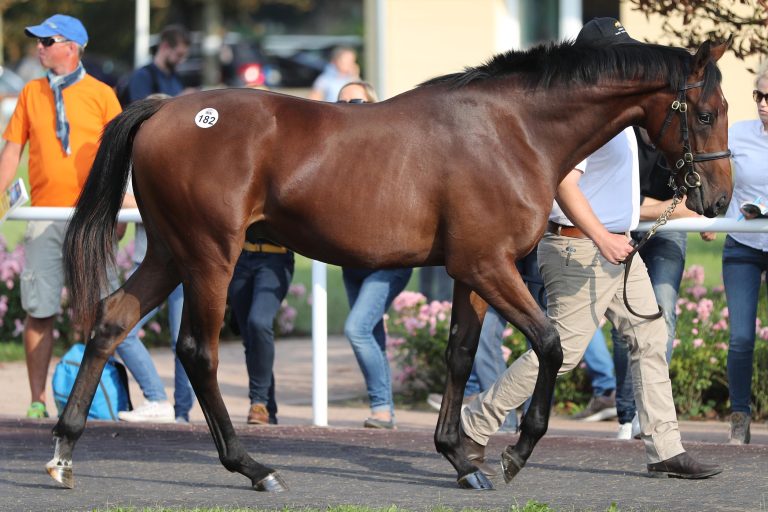 Schnappt Donjah den Hengsten den Sieg weg?