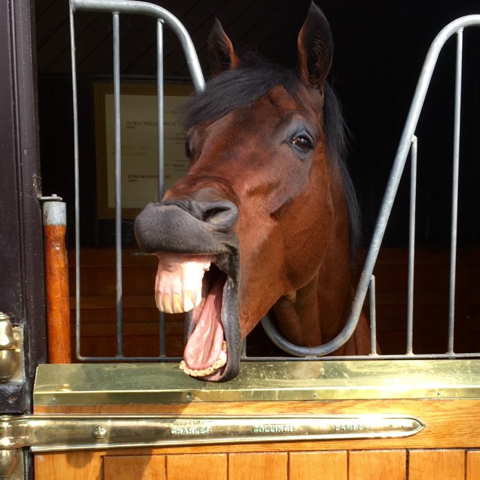 dubawi_isabel