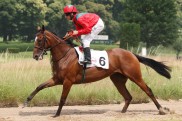 Ammerlands Navarra Queen F?nfte im Prix Allez France
