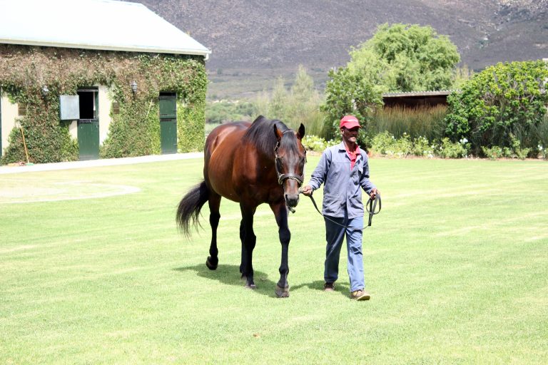 Champion-Stallion Fort Wood eingegangen