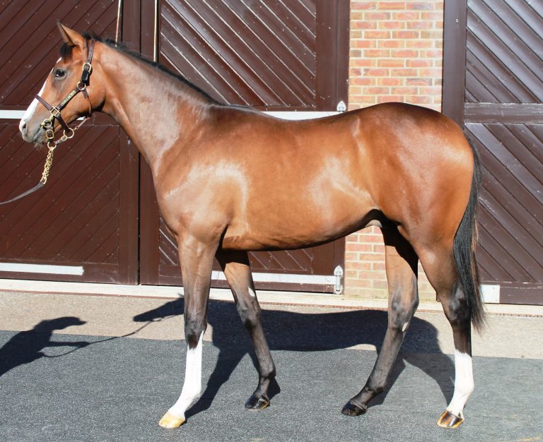 Deutsche Elemente bei der Tattersalls Jährlings-Auktion