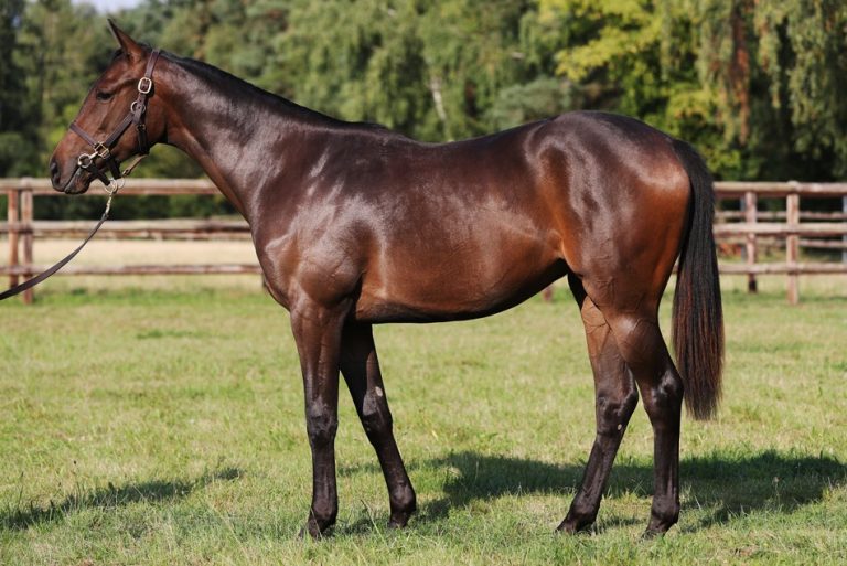 Ebbesloher Salestopper siegt in Longchamp