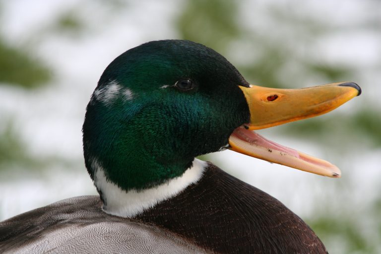 Kollision mit einer Ente