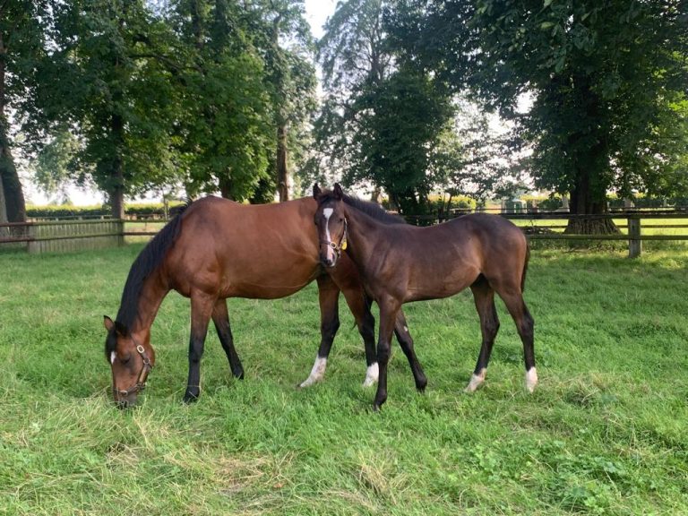 Ericarrow und Ericson am 17.7. in Römerhof