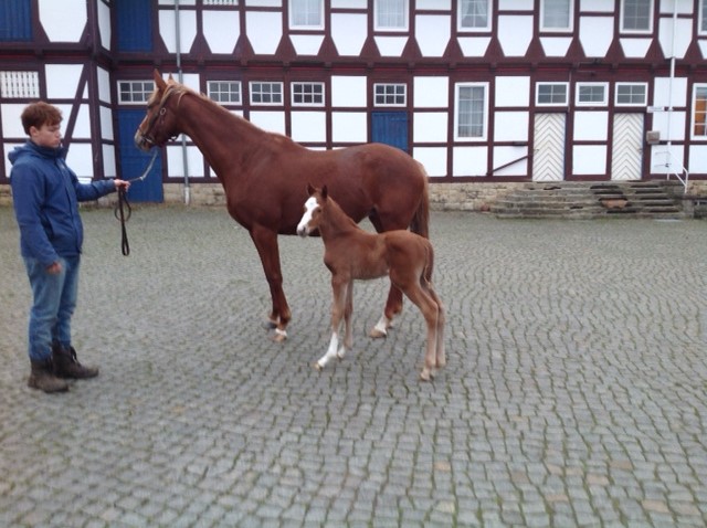 Jetzt auch das erste Neatico-Fohlen da