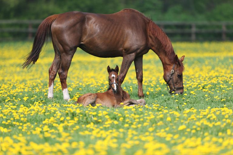 Gruppe I-Debüt für ungeschlagenen Quilixios
