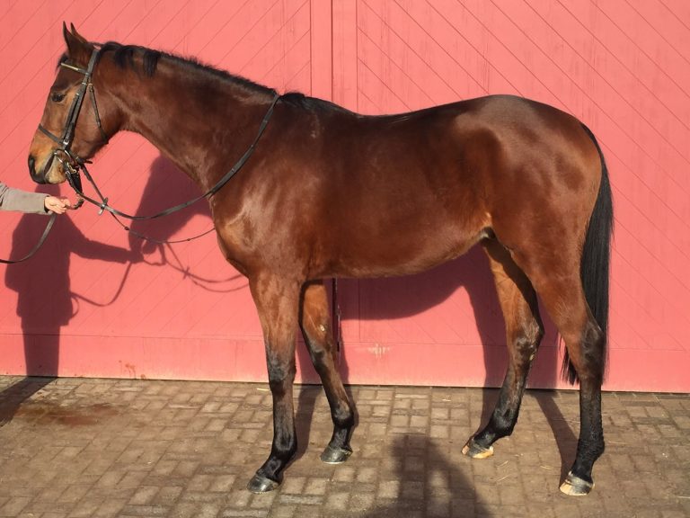 Fascinator die große Hoffnung im Leve-Stall