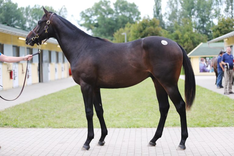 Umsatzrekord bei BBAG Jährlingsauktion in Iffezheim
