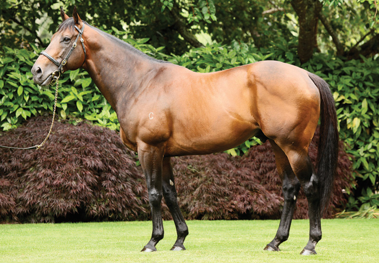 Deckhengst Fastnet Rock im Alter von 24 Jahren abgetreten