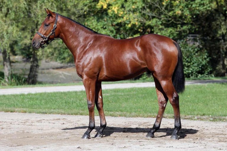 Favorite Moon als Jährling