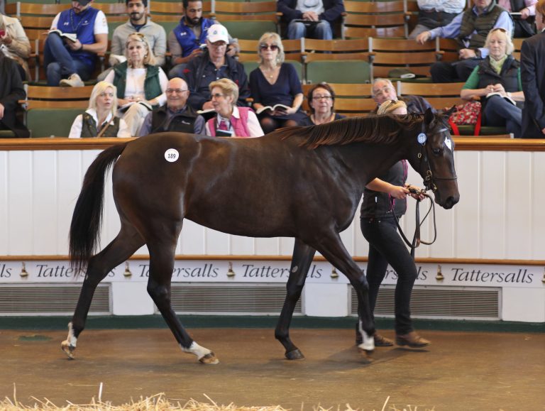 Galileo-Stute für 1,2 Mio. ans Cheveley Park Stud