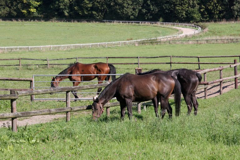 Yeomanstown Stud gibt Taxen bekannt