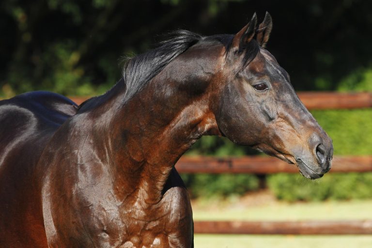 Köln Galopp Classics – Winterfavorit Lando