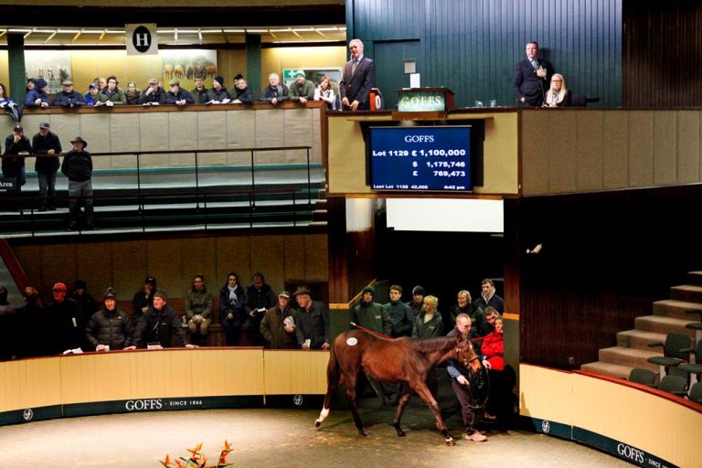 Klassische Siegerin bei der Goffs Sale