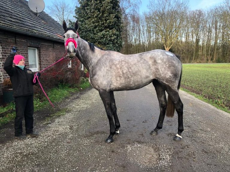 Joachim Weißmeier kauft in Ascot ein