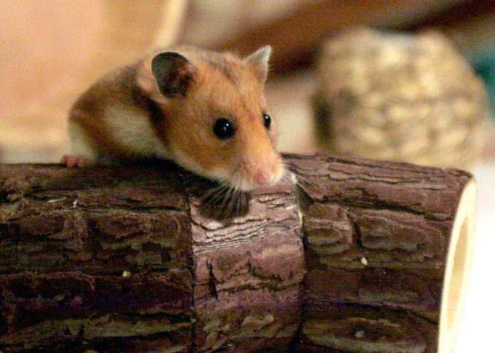 hamster