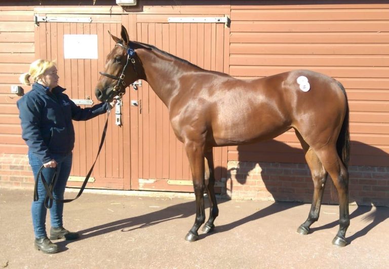 Blau-gelb kehrt zurück: Harzburg kauft bei Tattersalls